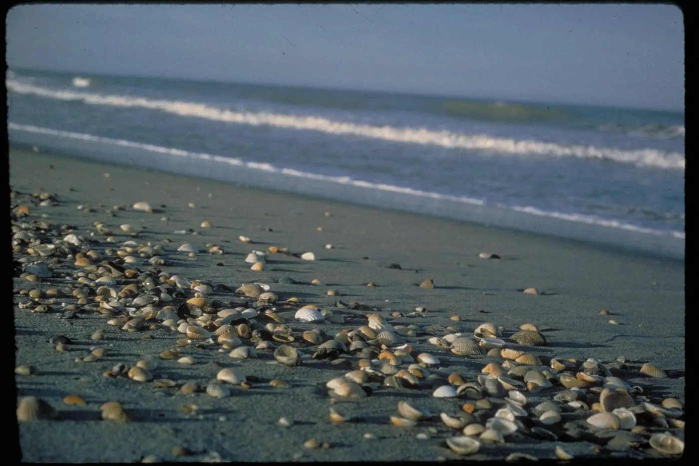 Canaveral National Seashore / Apollo Beach