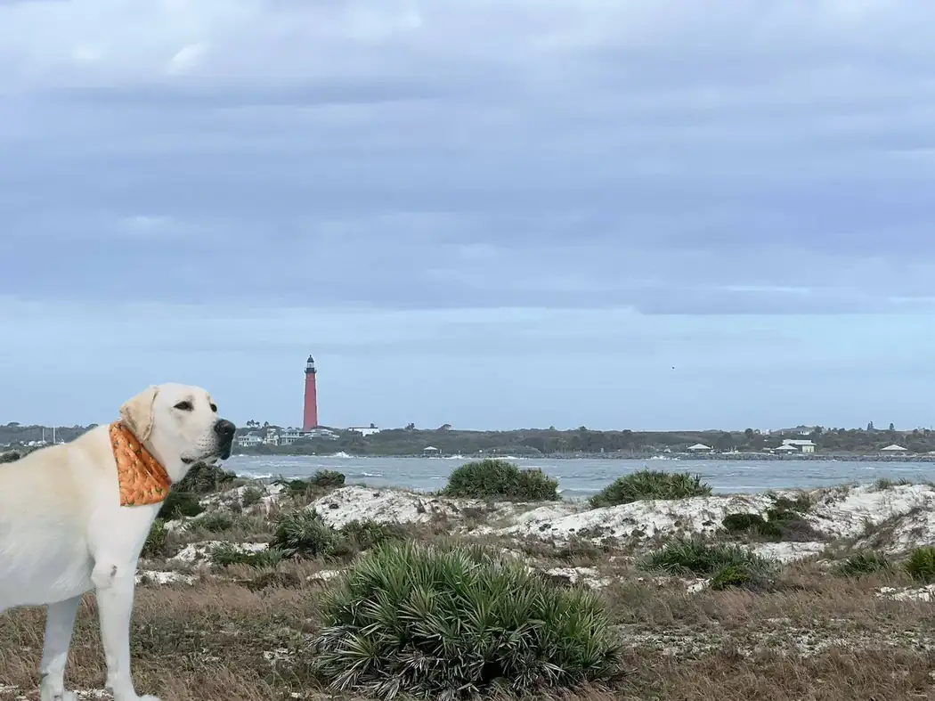 Dog at Smyrna Dunes Park in New Smyrna Beach